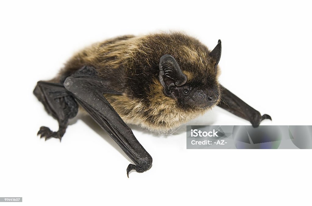 Piccolo Pipistrello bruno (isolato - Foto stock royalty-free di Ala di animale