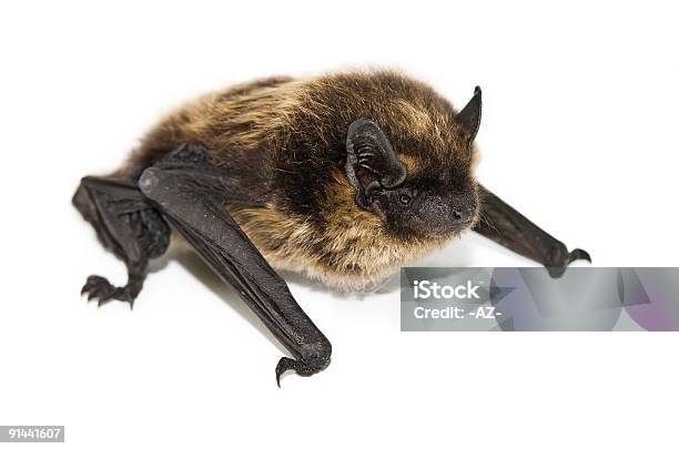 Pequeno Morcego Castanho Isolado - Fotografias de stock e mais imagens de Animal - Animal, Asa de animal, Castanho