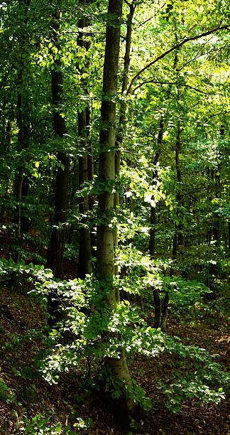 istock Green forest during summer detail 91441623