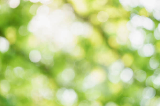 istock abstract green summer bokeh background 914416260