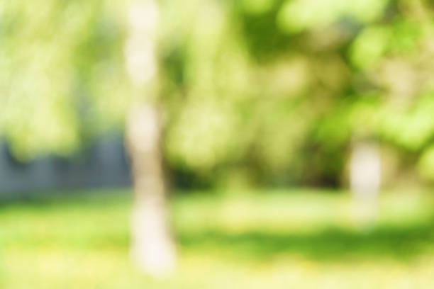 istock blurred background of green park in summer 914416324