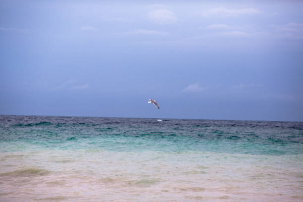 istock the seagull is flying over the stormy sea 914416336