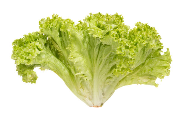 istock Bunch of light green salads on white background 914416456