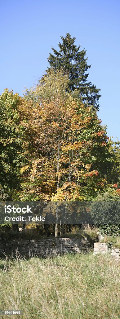 Den Herbst - Lizenzfrei Baum Stock-Foto