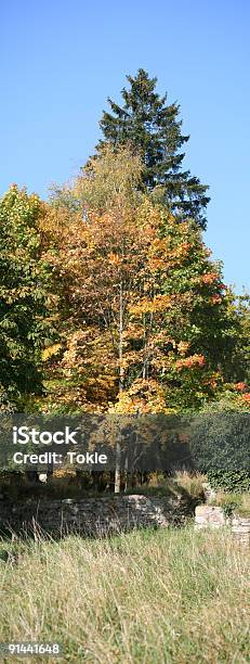 Den Herbst Stockfoto und mehr Bilder von Baum - Baum, Birke, Blatt - Pflanzenbestandteile