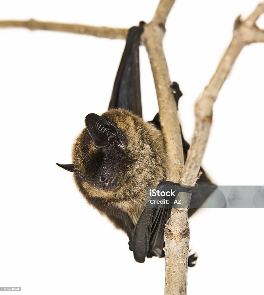 Petite chauve-souris brune, assis sur La branch (isolé - Photo de Chauve-souris libre de droits