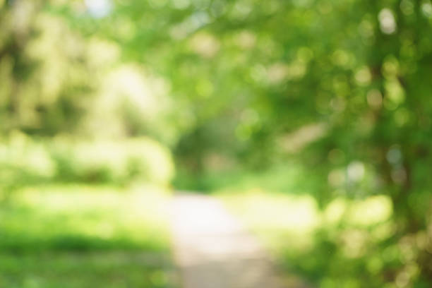 istock blurred background of green park in summer 914416634