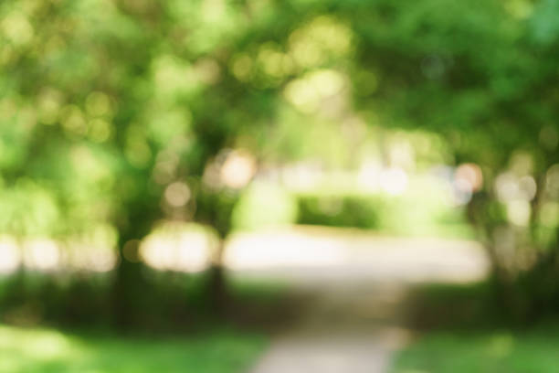 istock blurred background of green park in summer 914417266