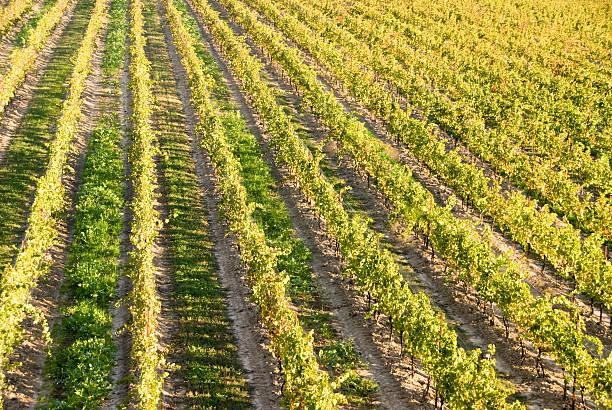 istock Vineyard in Early Morning 91441807
