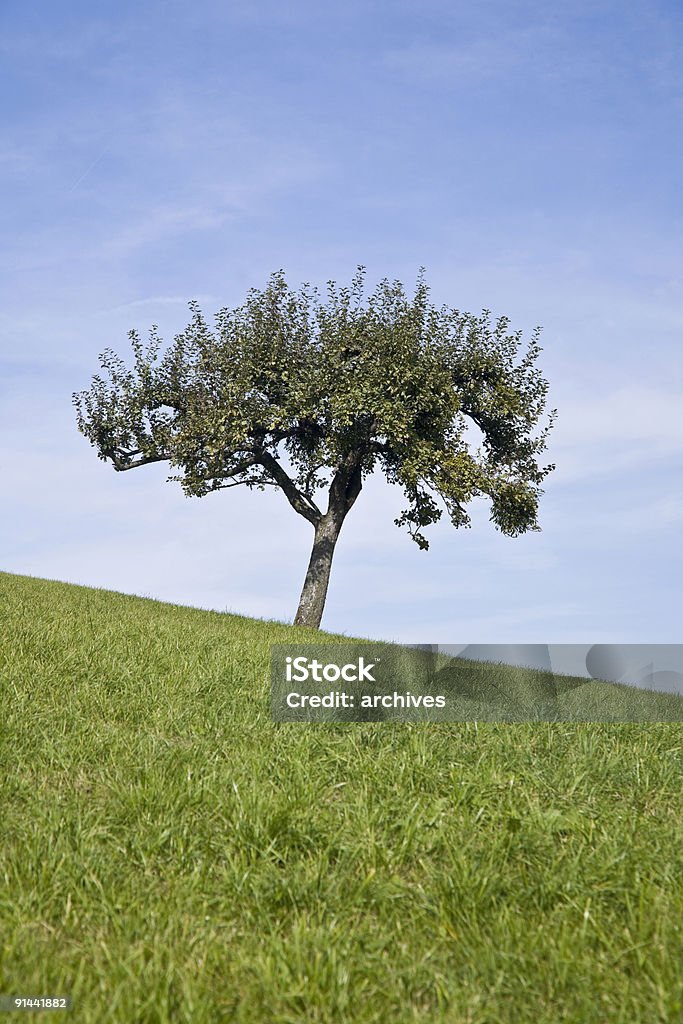 Arbres sur la colline - Photo de Agriculture libre de droits