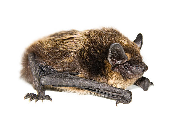 small brown bat (isolated) stock photo