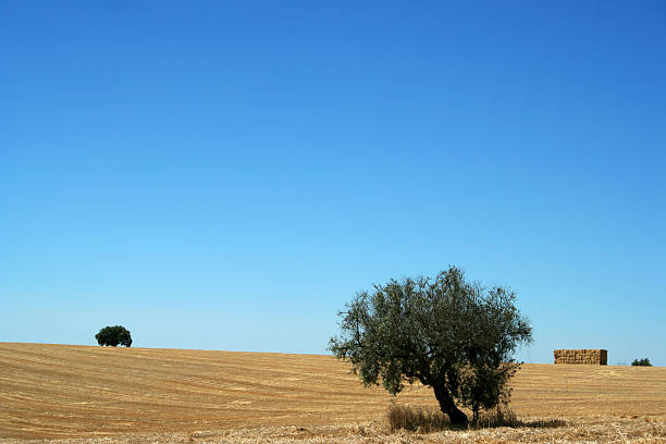 país paisagem - tractor portugal alentejo heat - fotografias e filmes do acervo