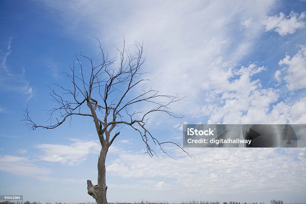 Árbol aislado - Foto de stock de Abandonado libre de derechos