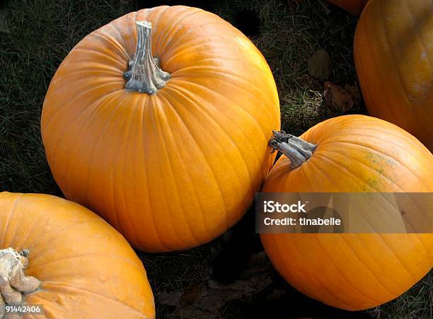 Zucche - Fotografie stock e altre immagini di Arancione - Arancione, Autunno, Cerchio