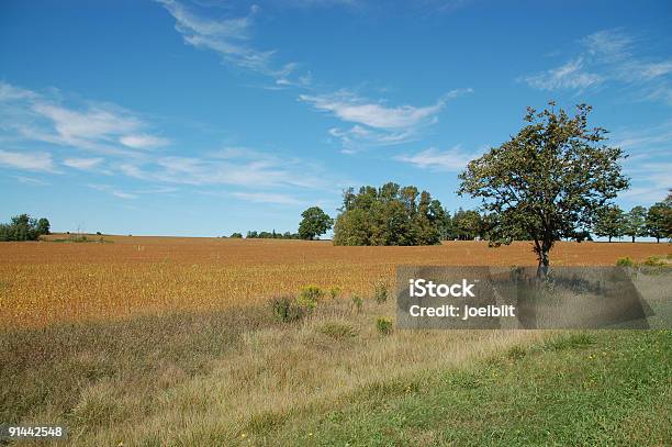 Photo libre de droit de Champ De Maïs Après La Récolte banque d'images et plus d'images libres de droit de Agriculture - Agriculture, Arbre, Au loin