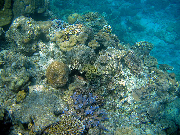 istock Underwater at Australia's Great Barrier Reef 91442798