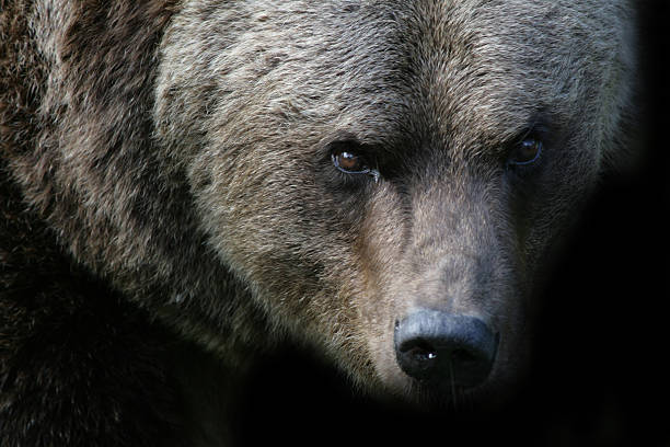 Angry bear stock photo