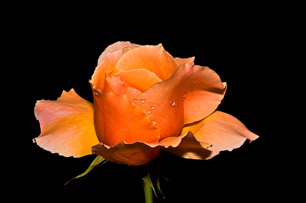 Orange rose with water drops stock photo