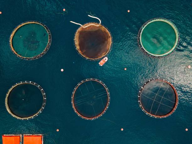 istock Salmon fish farm with floating cages. Aerial view 914432670