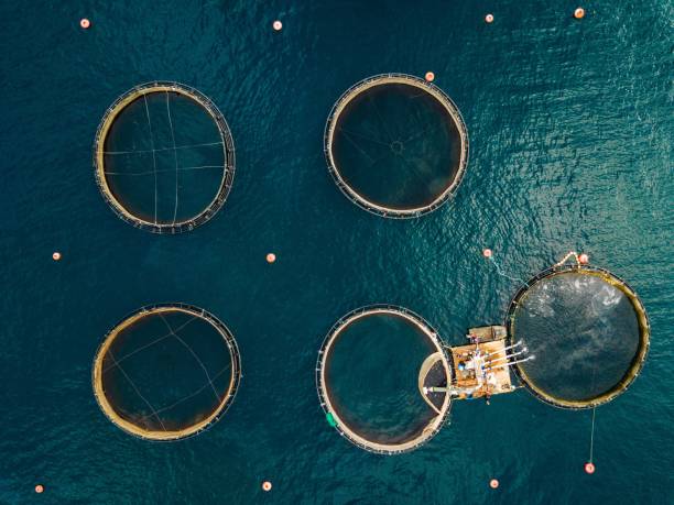 istock Salmon fish farm with floating cages. Aerial view 914432698