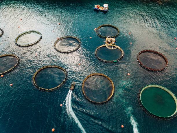 istock Salmon fish farm with floating cages. Aerial view 914432738