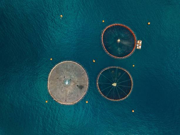 istock Salmon fish farm with floating cages. Aerial view 914432782