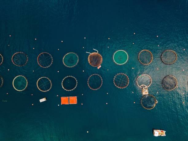 istock Salmon fish farm with floating cages. Aerial view 914432804