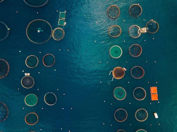istock Salmon fish farm with floating cages. Aerial view 914432848