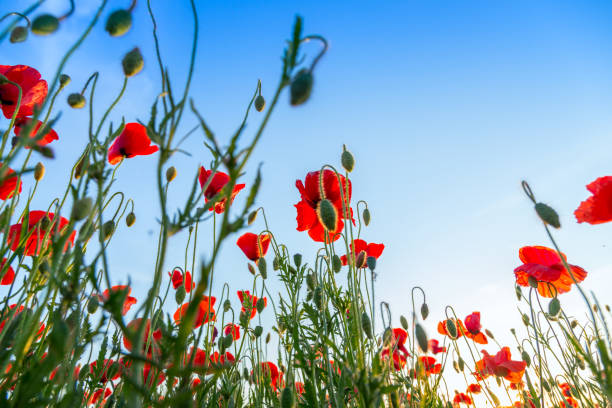 istock Poppies field meadow in summer 914432868