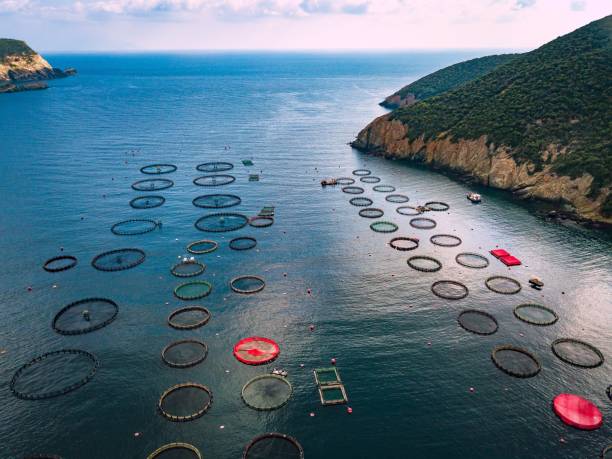 istock Salmon fish farm with floating cages. Aerial view 914432906