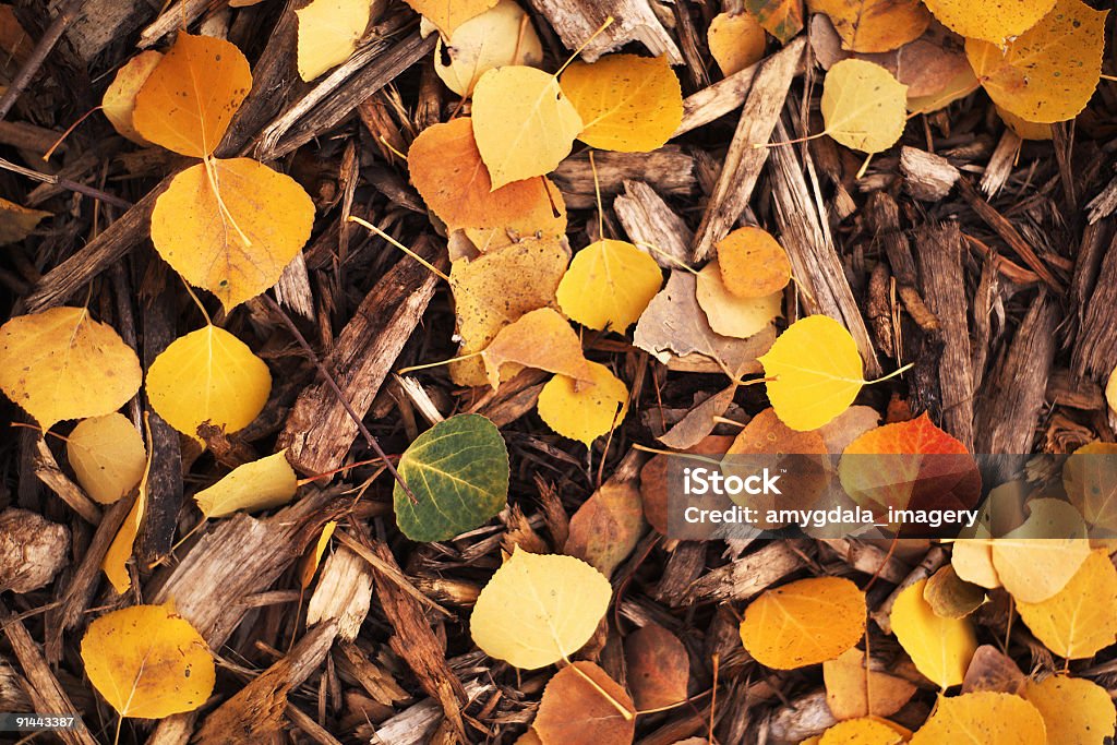 autumn  Aspen Tree Stock Photo