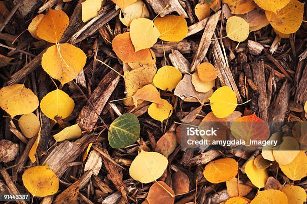 Autumn Stock Photo - Download Image Now - Aspen Tree, Autumn, Beauty