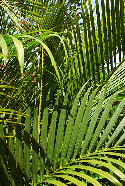 Tropical plant stock photo