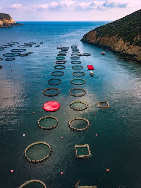 istock Salmon fish farm with floating cages. Aerial view 914435018