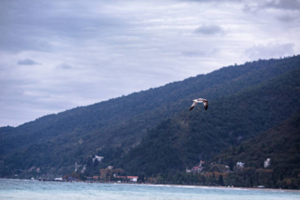 istock beautiful seagull on a gray sky background 914435096