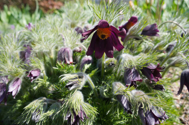 Pasque or pulsatilla flowers with green Pasque or pulsatilla flowers with green anemone ludoviciana stock pictures, royalty-free photos & images