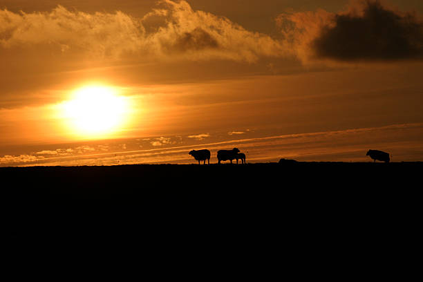 istock Sheep on a bank at sunset 91443697
