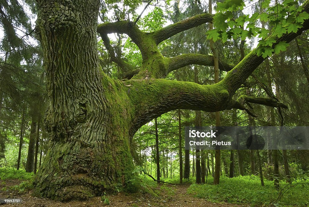 Big oak. - Zbiór zdjęć royalty-free (Dąb - drzewo)