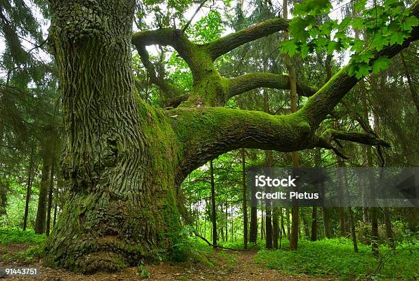 Big Oak - zdjęcia stockowe i więcej obrazów Dąb - drzewo - Dąb - drzewo, Drzewo, Wielki