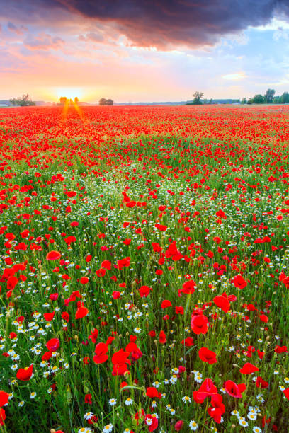 istock Poppies field at sunset in summer 914439012