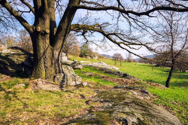 istock Oak trees on green meadow at a spring day 914442656