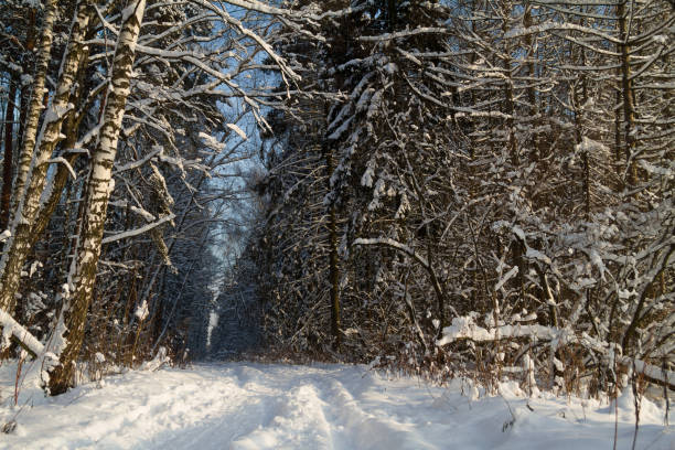 Winter landscape. Beautiful winter forest.The path in the forest is covered in snow. Trees branches and trunks covered with snow.