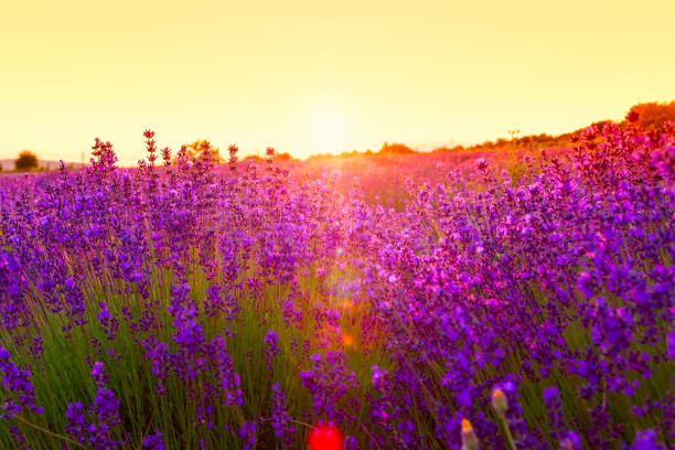 istock Lavender field in Tihany, Hungary 914443070