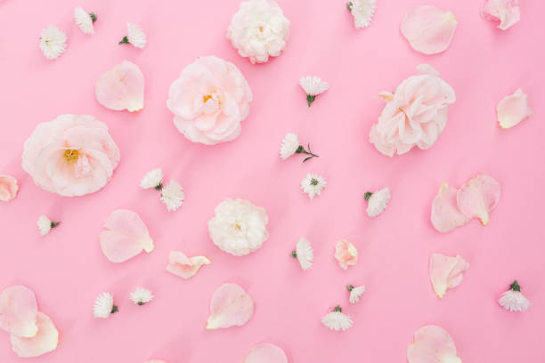 istock Floral pattern white white roses on pink background. Flat lay, top view. Pastel background. 914443808