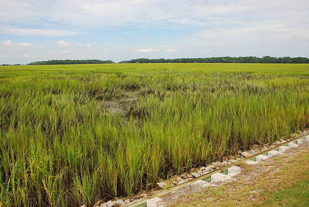 tidal marsh wetlands - parris island bildbanksfoton och bilder