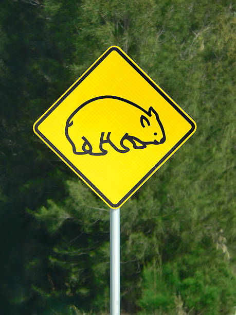 istock Wombat Warning Sign at roadside in Outback Australia 91444581