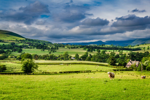 istock Sheeps grazing on green pasture in District Lake, England 914450346