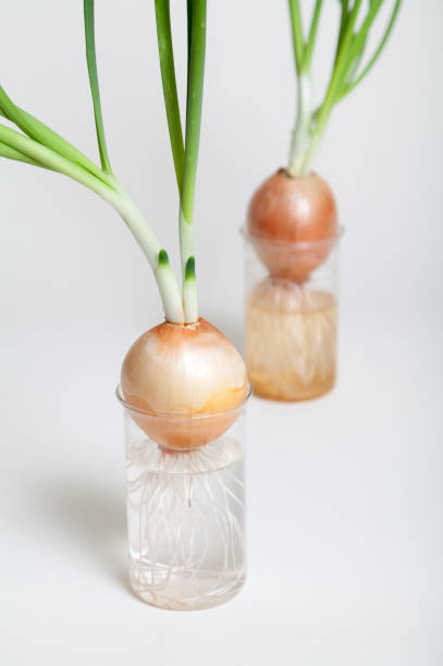 istock Two onions with green stems growing in transparent flasks 914450360