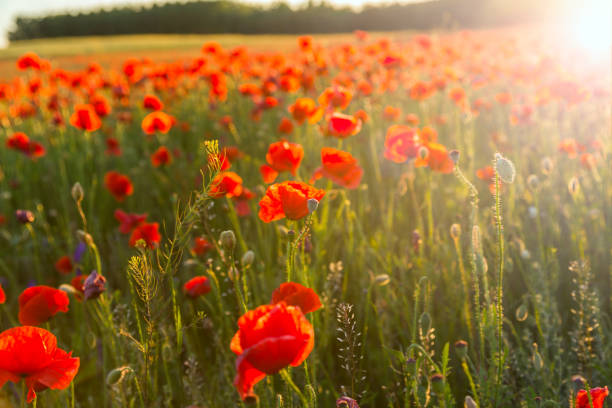 istock Poppies field meadow in summer 914451474