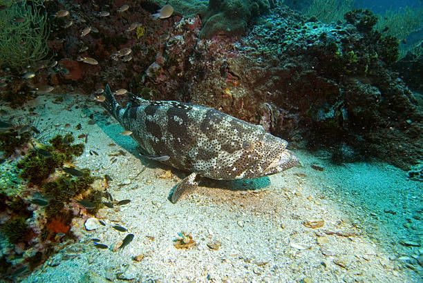 istock Wide angle view of Potato grouper 91445175
